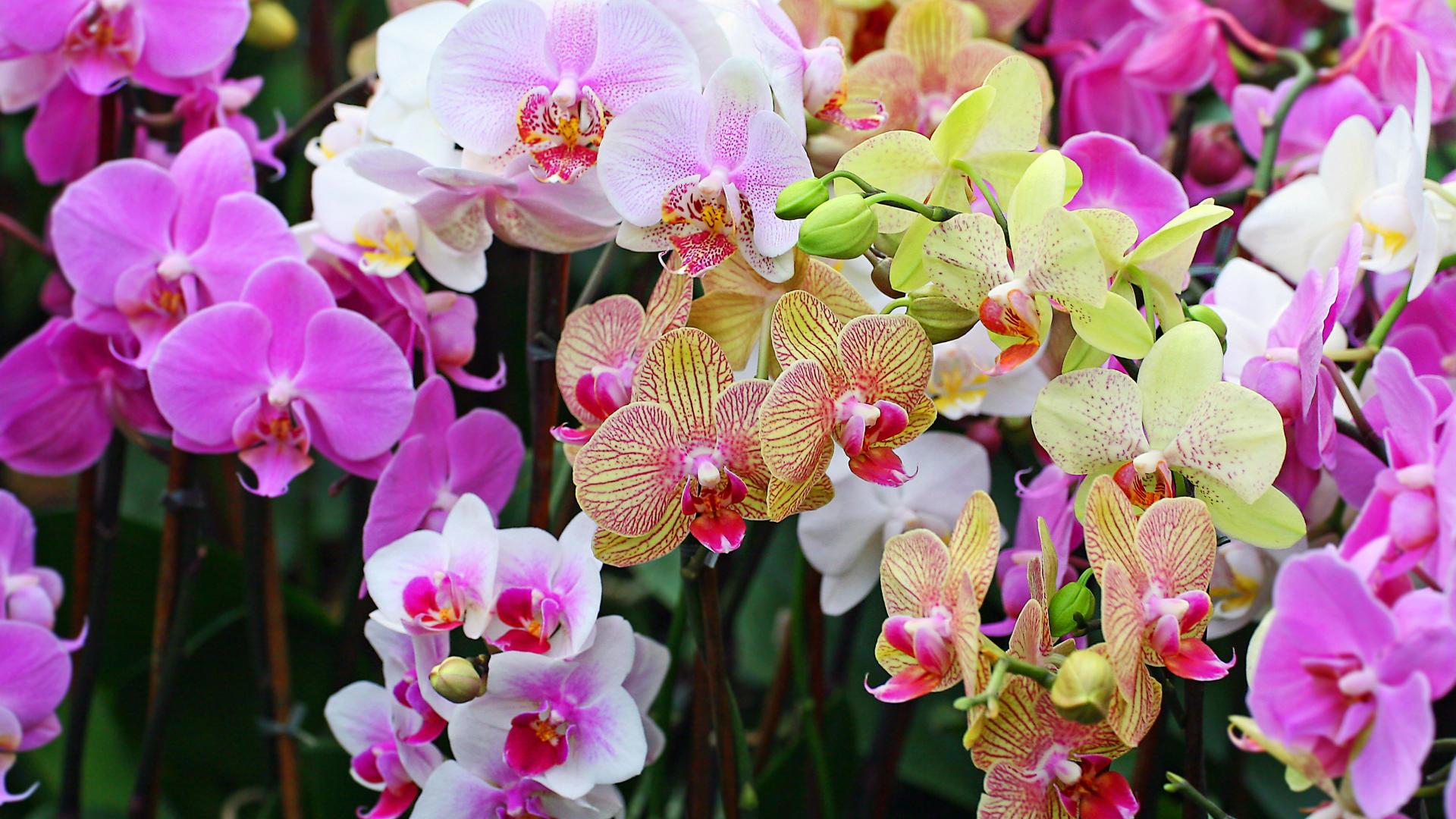 Background Colorful Orchids Cool Background And Wallpaper