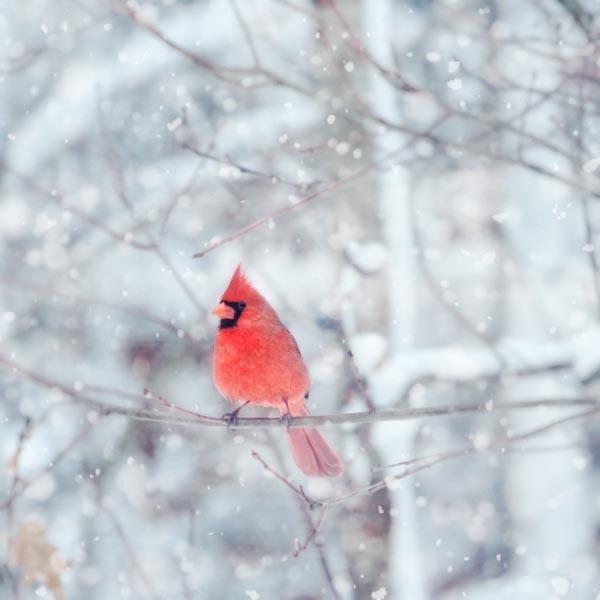 red cardinal 2 bird in snow fine art bird photography print grandejpg