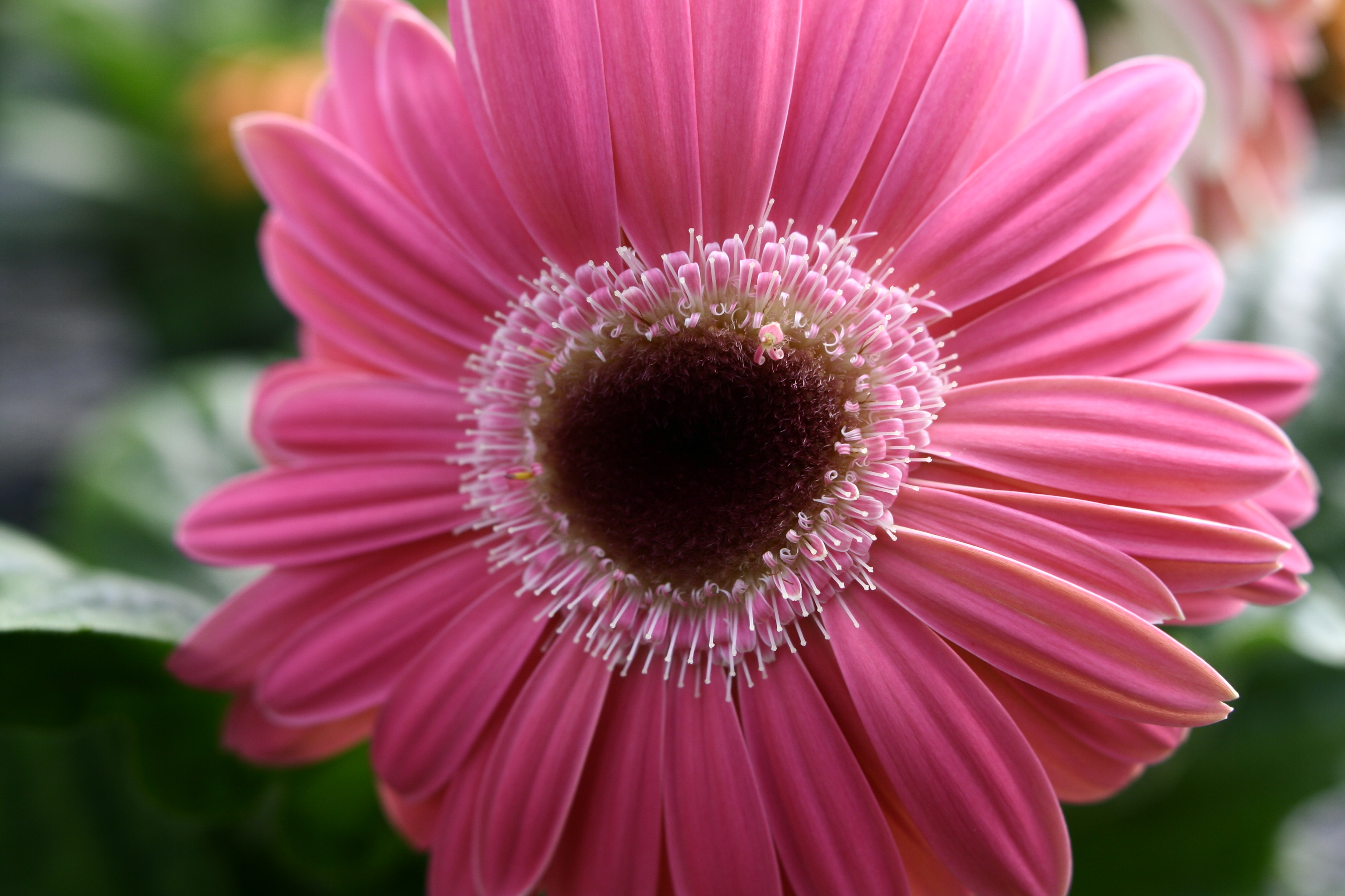 Pink Daisy Heart Spring Flowers Nature Pictures By