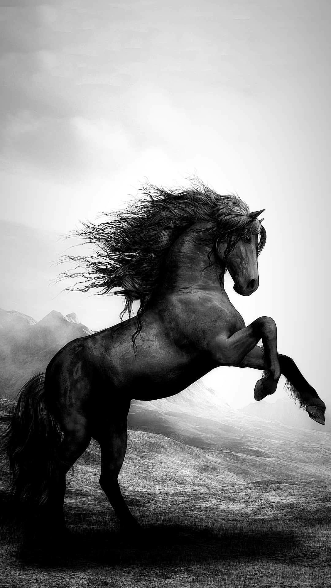 Most Beautiful Horses Animals Cute Horse Wallpaper