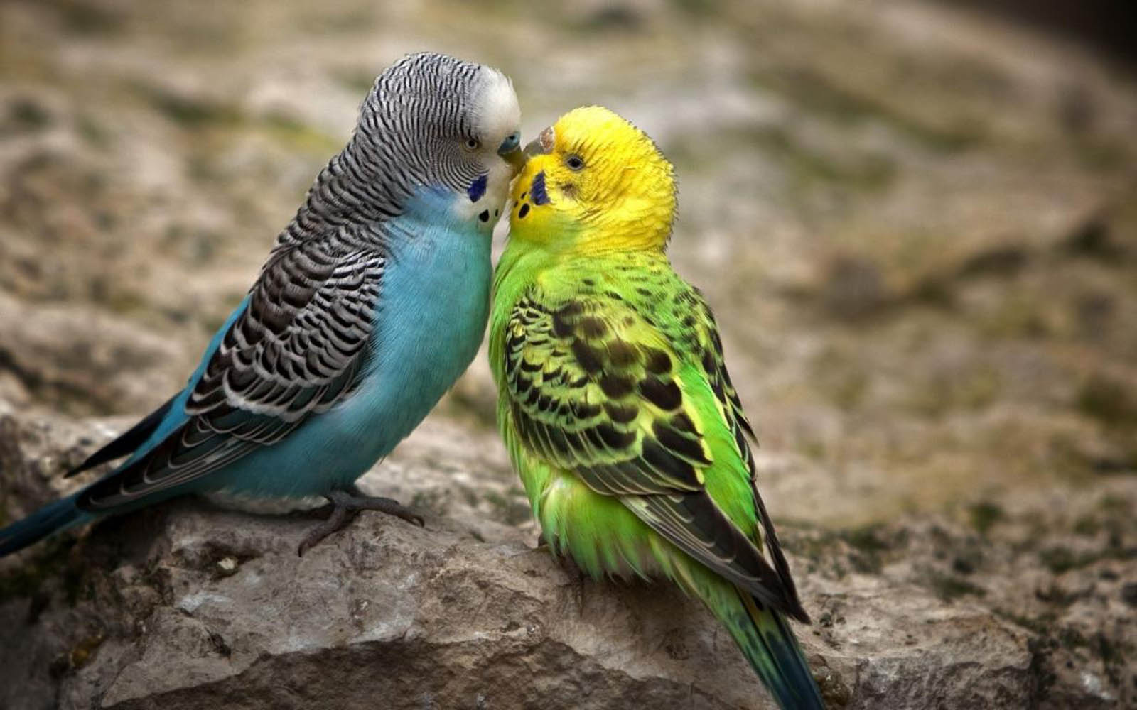 Tag Love Birds Desktop Wallpapers Backgrounds PhotosImages and 1600x1000