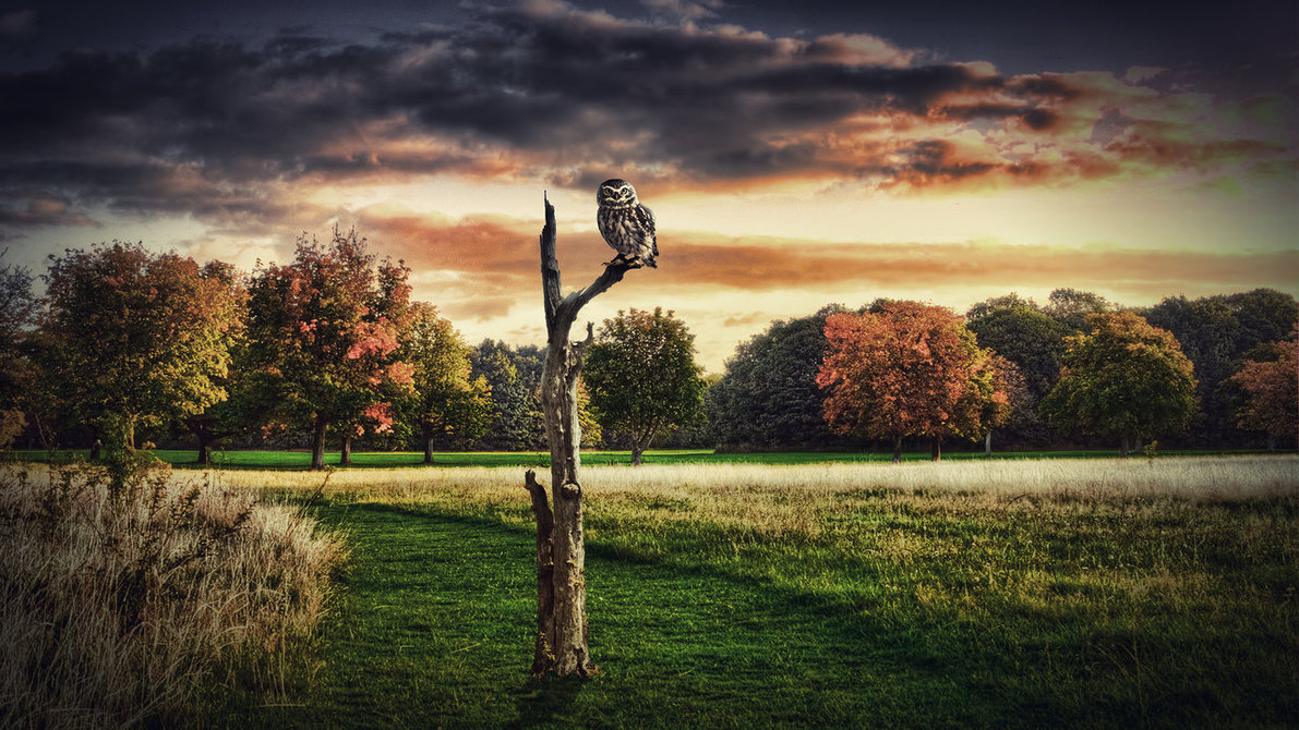 Lonely Owl Wallpaper By Martz90