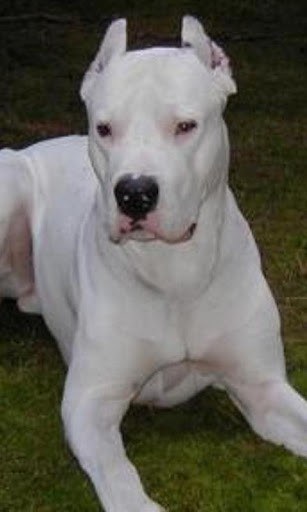 Dogo Argentino Wallpaper For Android By Popov