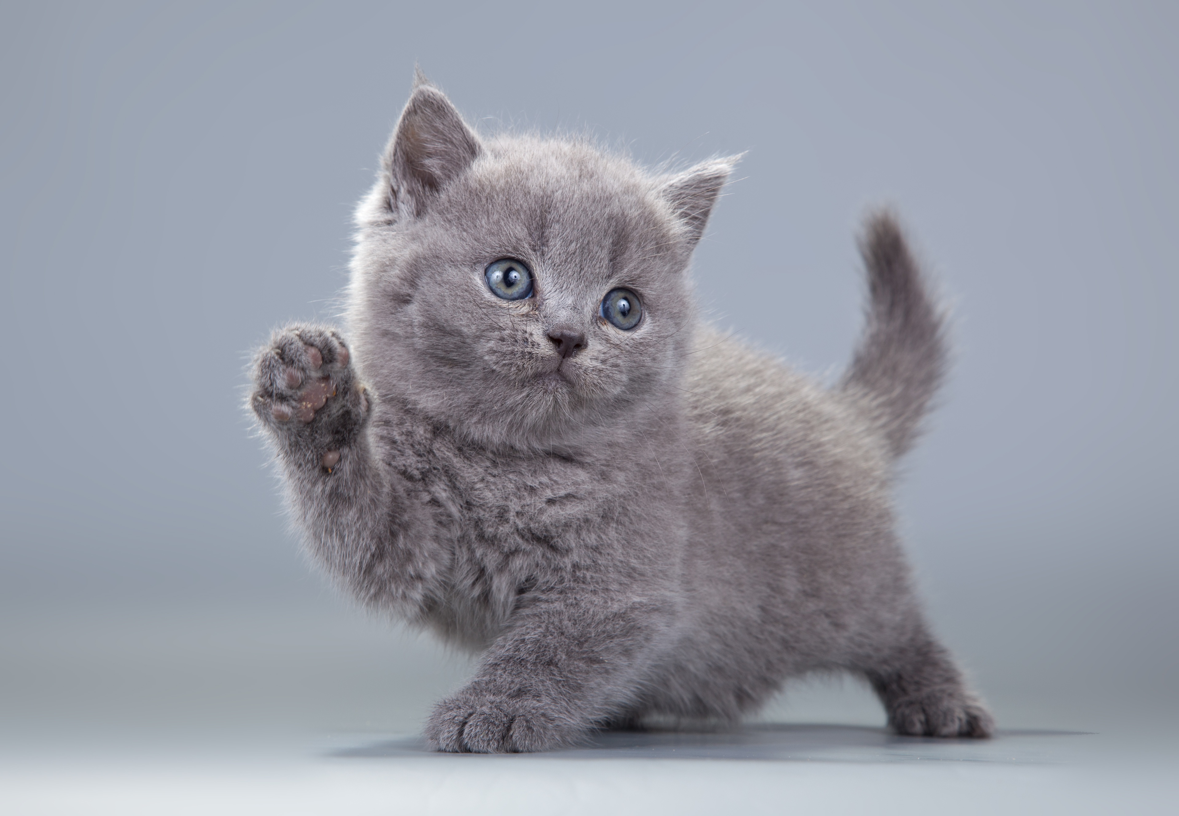 A fluffy grey kitten with blue eyes raises its paw in a playful manner against a simple grey backdrop