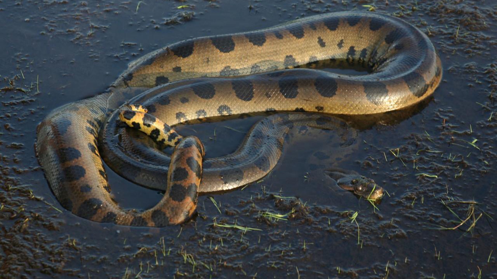 Anaconda Wallpaper