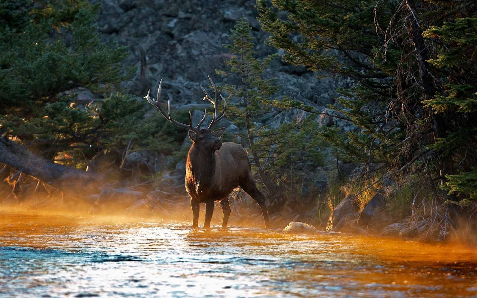 Elk Wallpaper