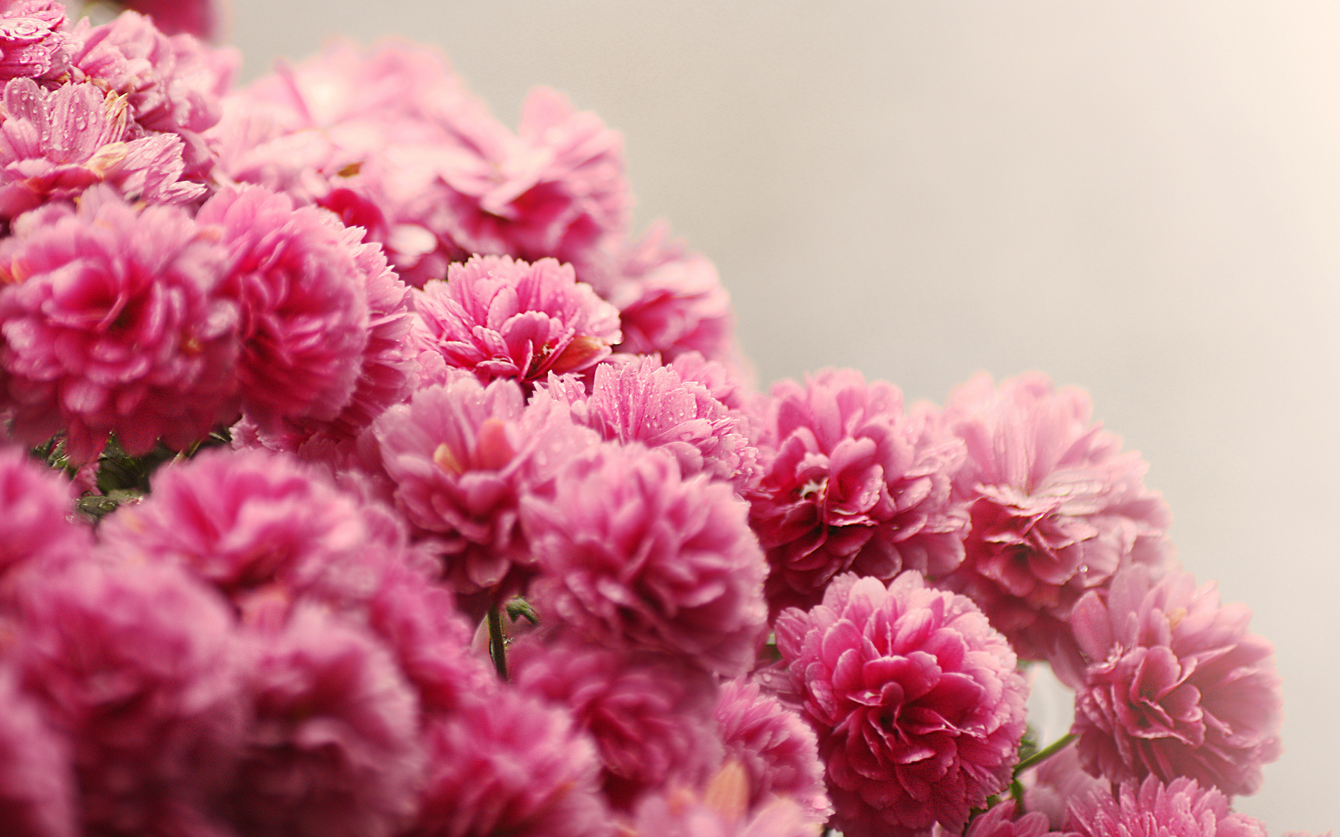 Flowers Focus Rose Pink Drops HD Wallpaper Beauty
