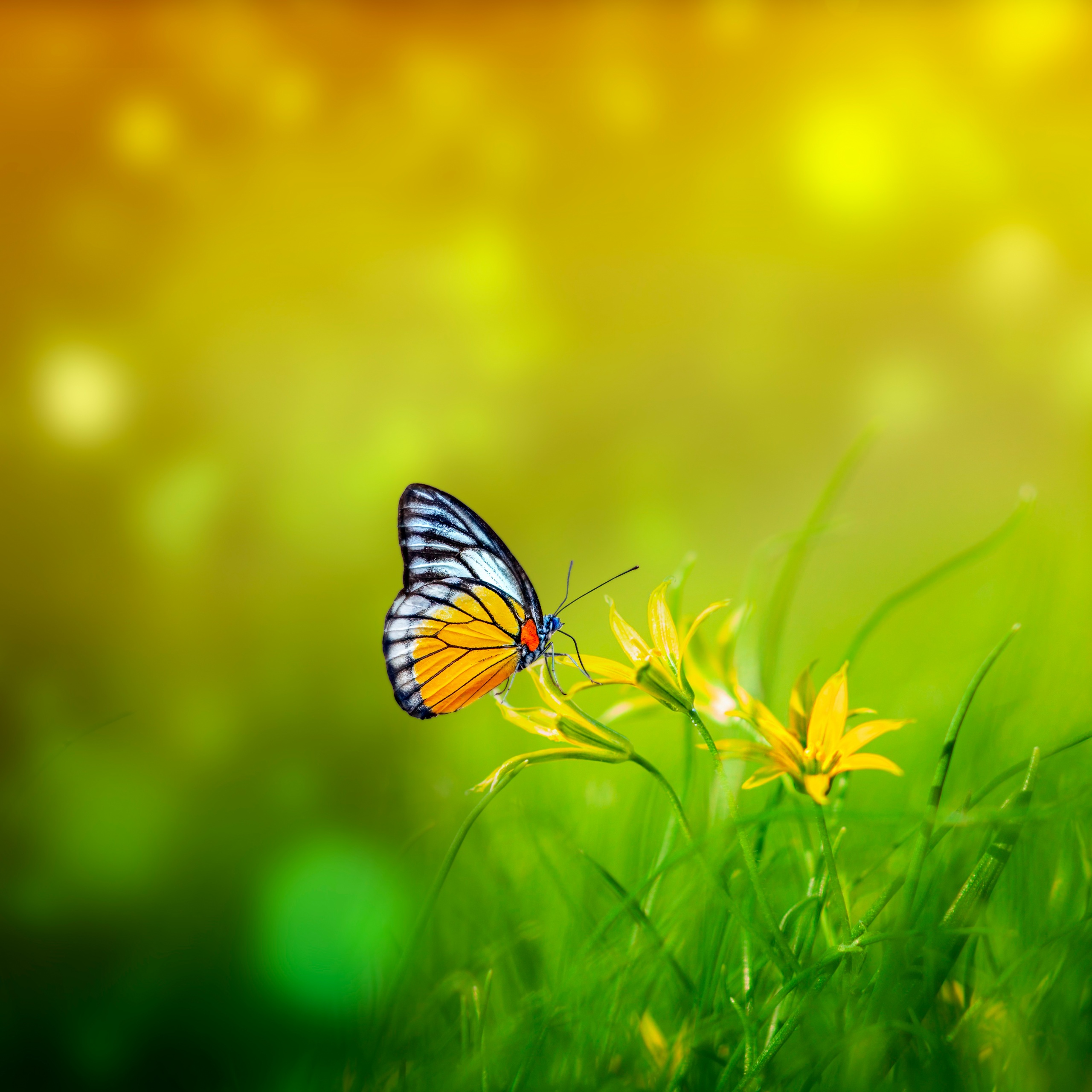 Green Butterflies Background Wallpaper