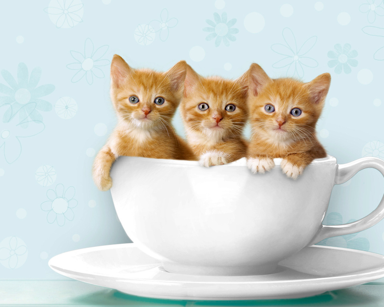 Teacup Kittens Wallpaper