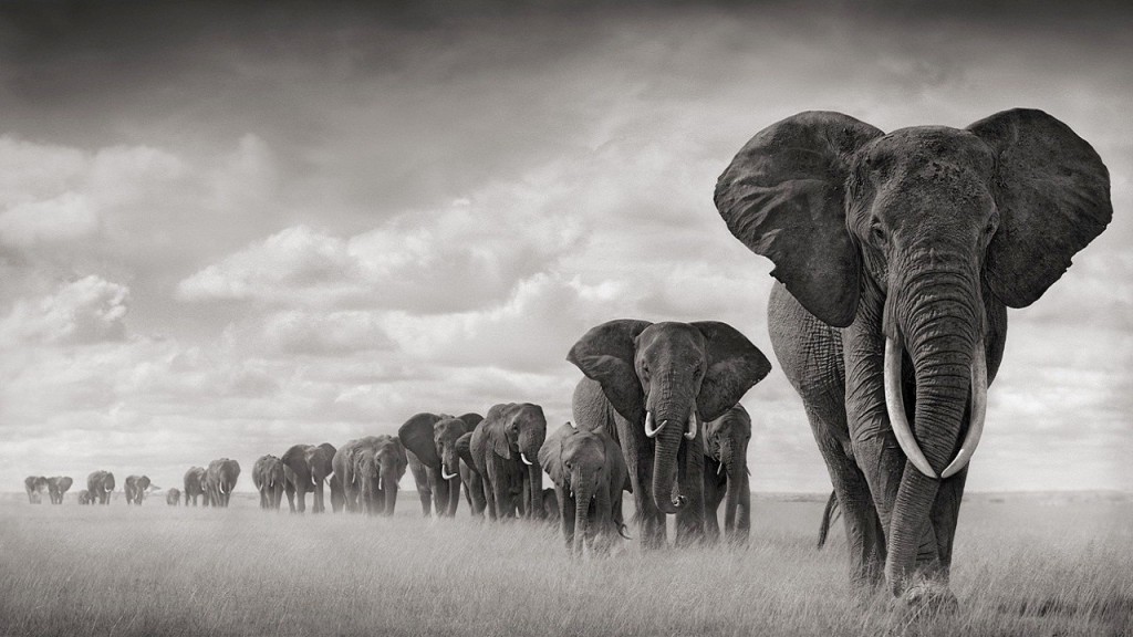 Elephants Wallpaper