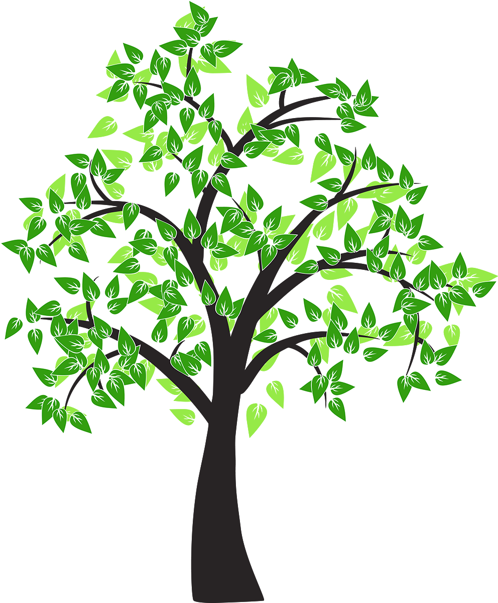 Tree Drawing Cottonwood Leaf Vector Png