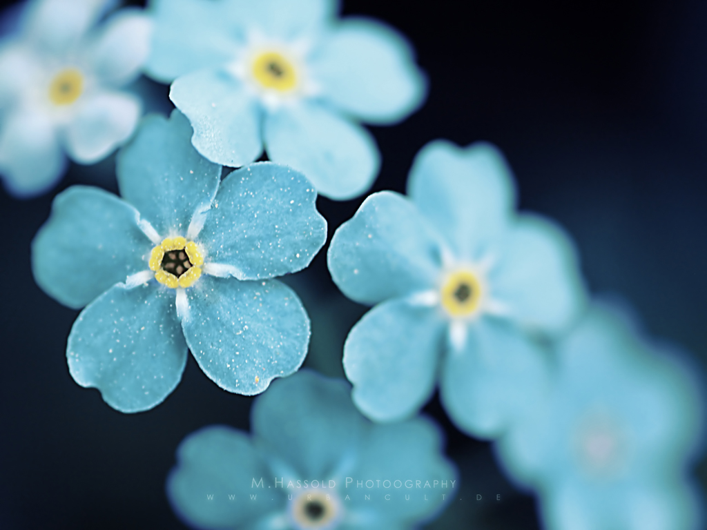 Beautiful Light Blue Petals Of Flower