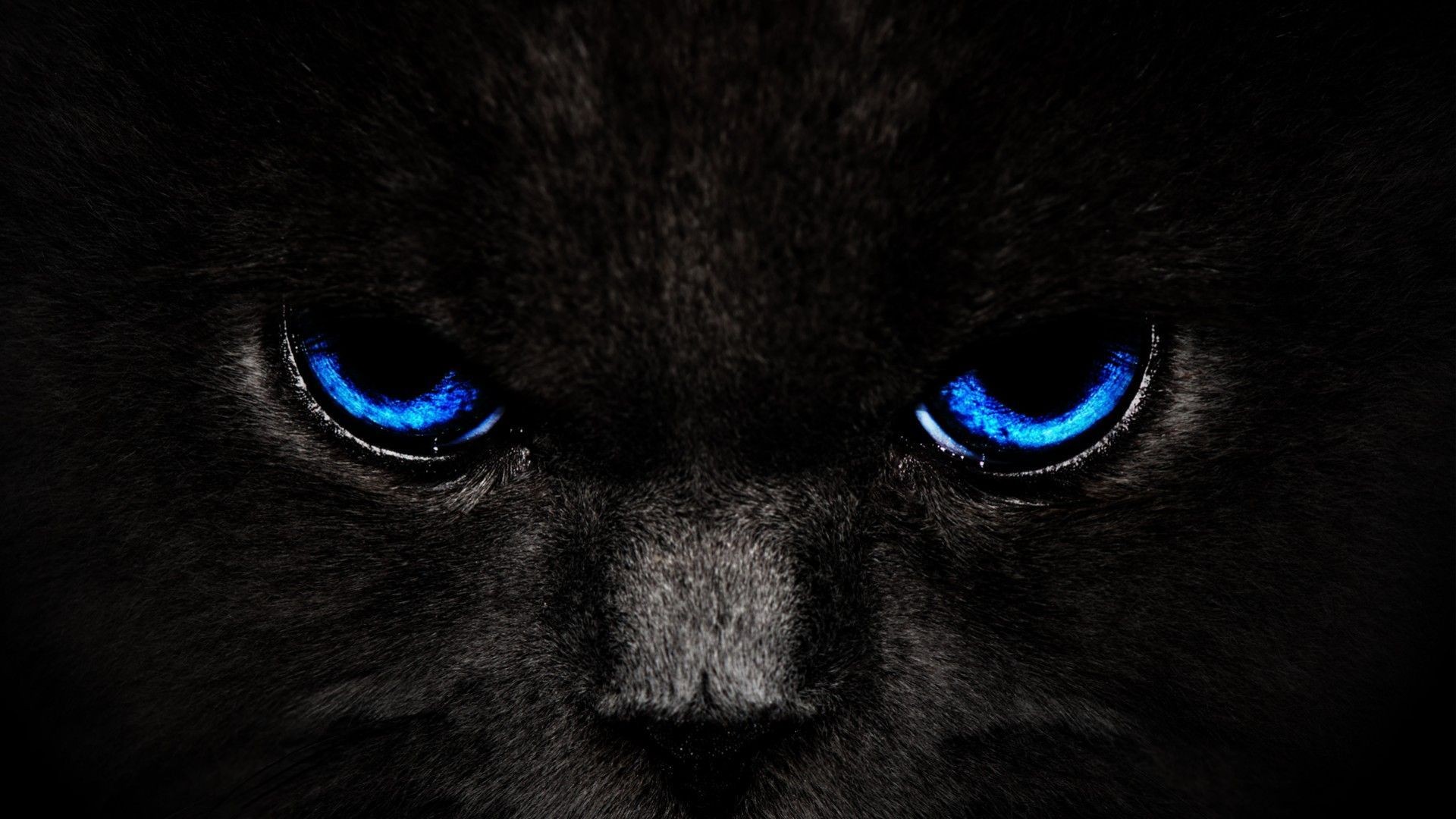 Close-up of a black cat with piercing blue eyes against a dark background, creating a dramatic and cool wallpaper