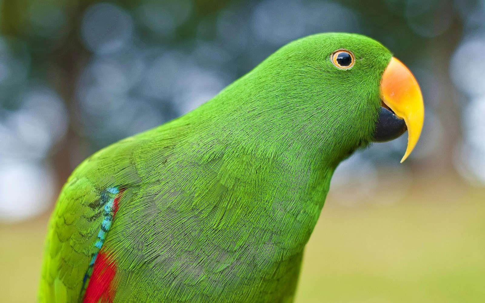 hd parrot wallpaper with a picture of a beautiful green parrot