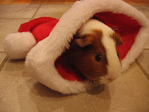 Guinea Pig Bundled Up in a Santa Hat