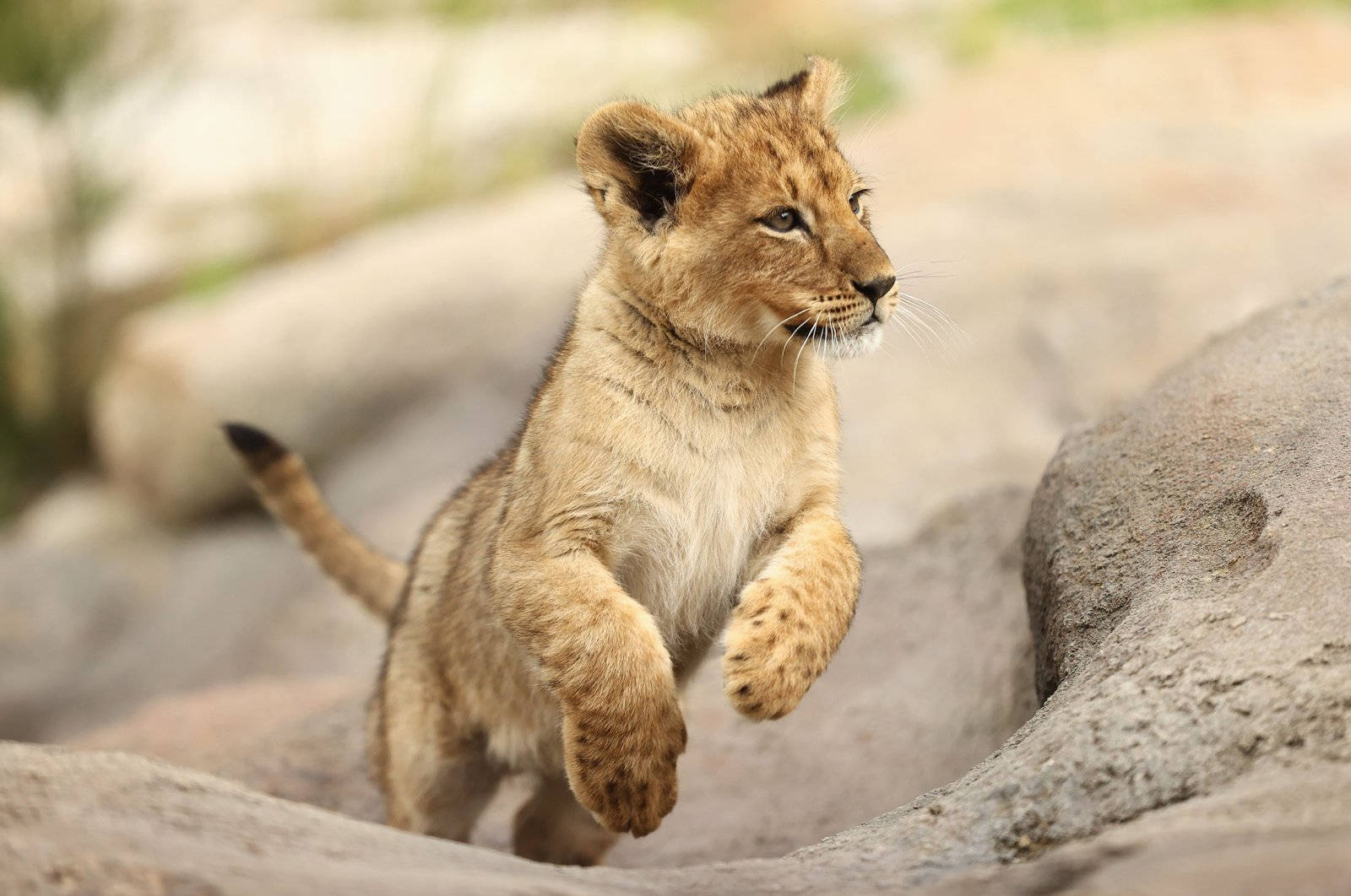 Baby Lion Wallpaper