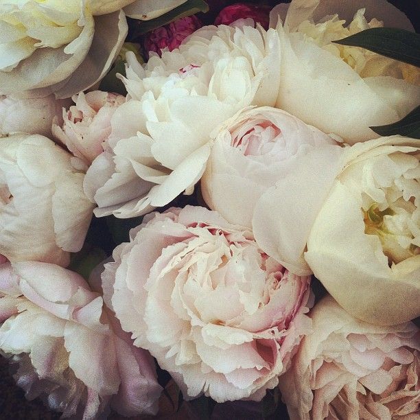 White Peonies Pretty Little Things