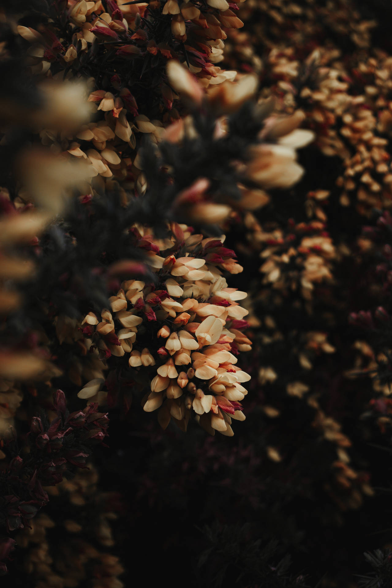 Top Floral iPhone Wallpaper Full HD 4k To Use
