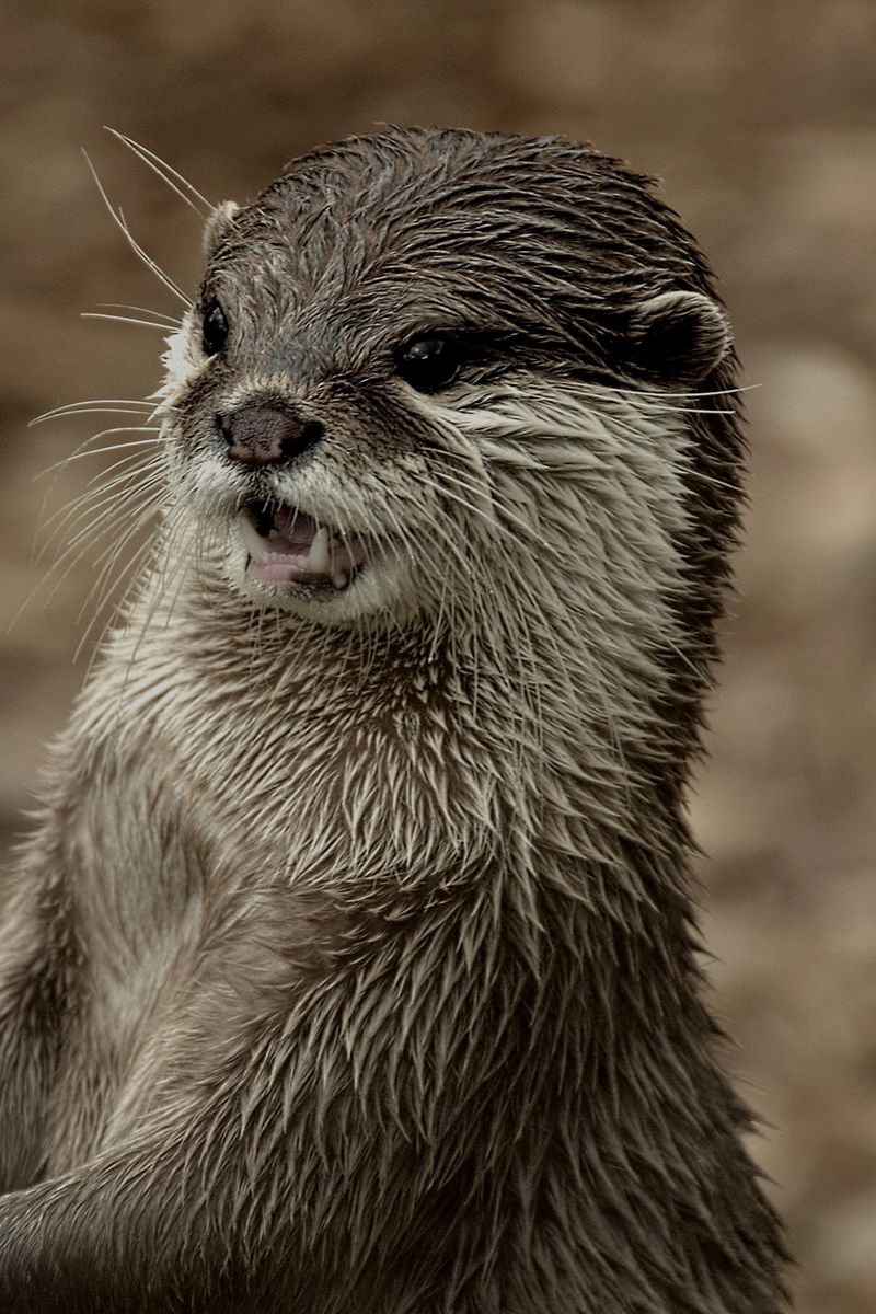 🔥 [30+] Otter iPhone Wallpapers | WallpaperSafari