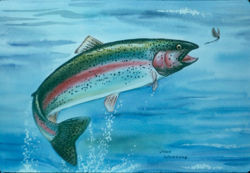 Rainbow Trout Jumping
