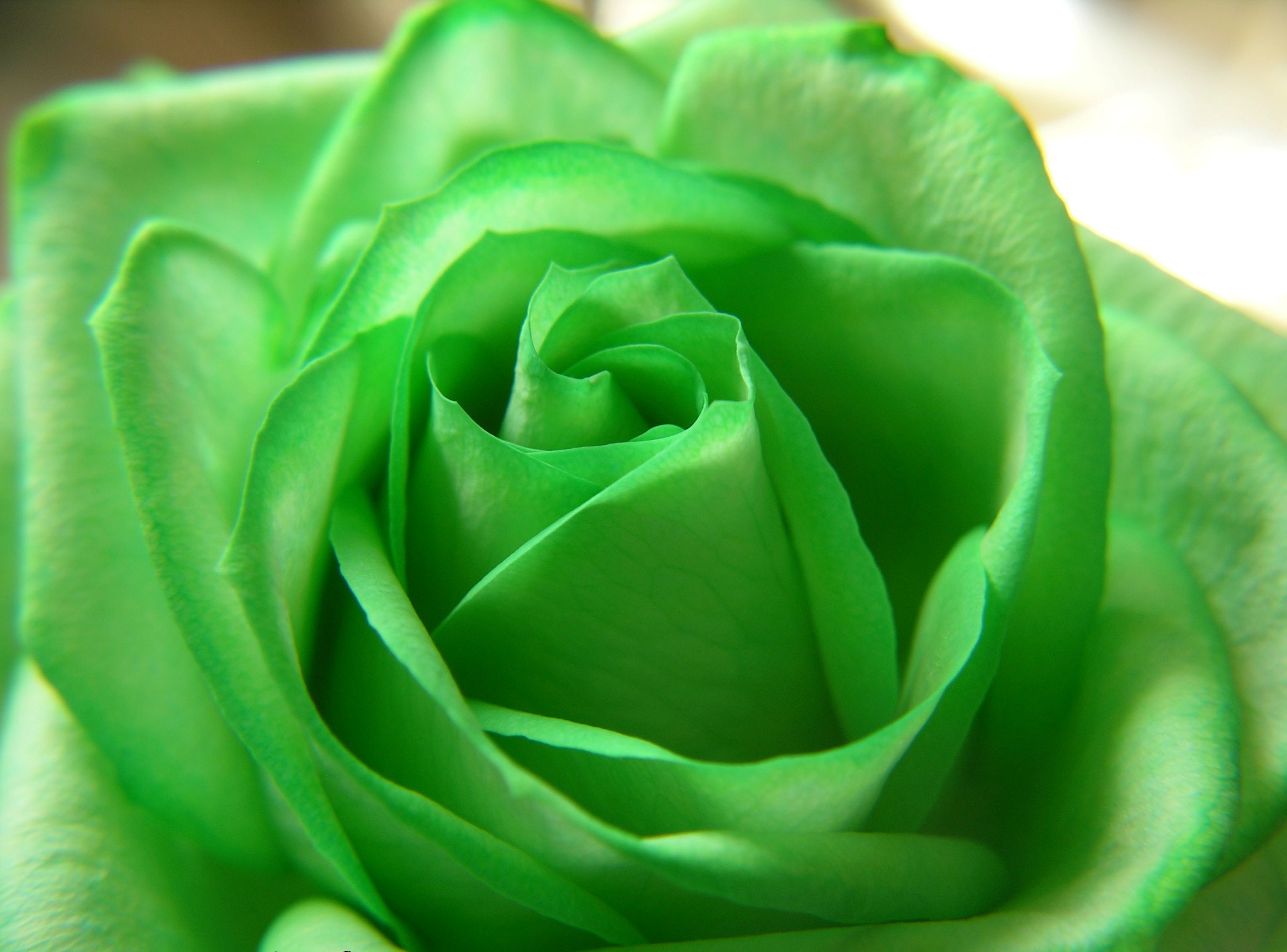 the meaning and top 19 beautiful green roses green rose on beautiful green rose wallpaper