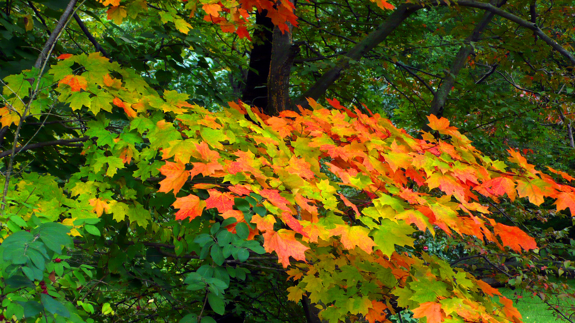 Early Fall Desktop Wallpaper