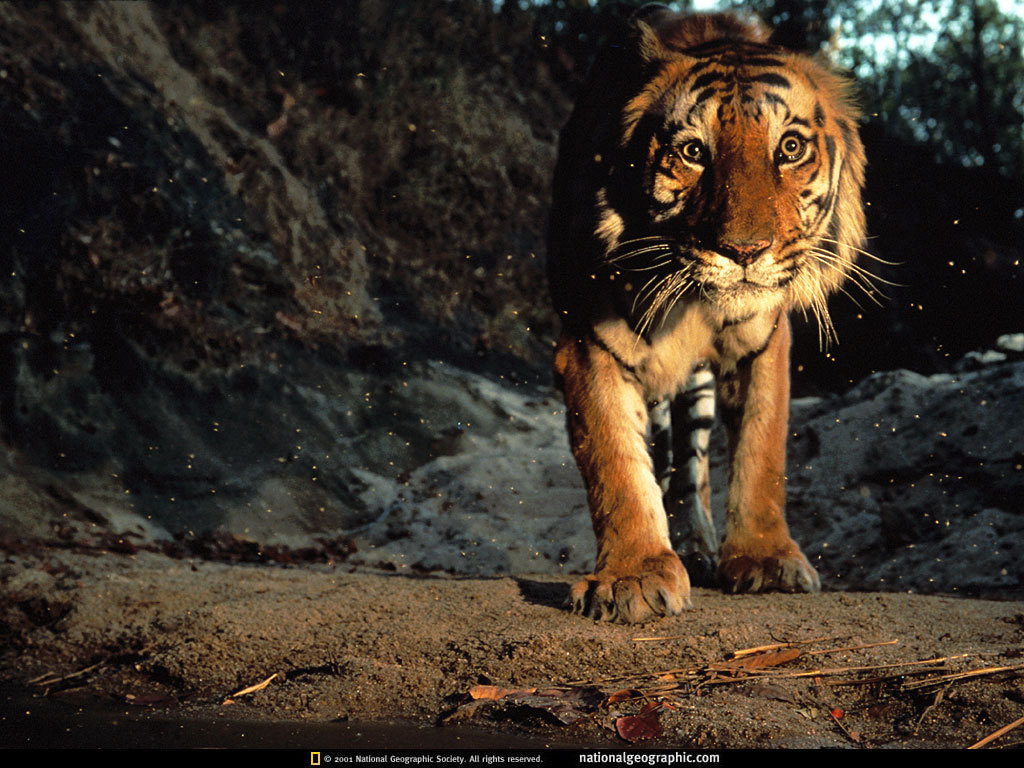 Tiger Wallpaper Widescreen HD In Animals Imageci