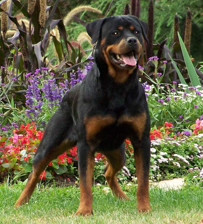 Rottweiler Dog Standing In Front Of Flowers Puppies Wallpaper Picture
