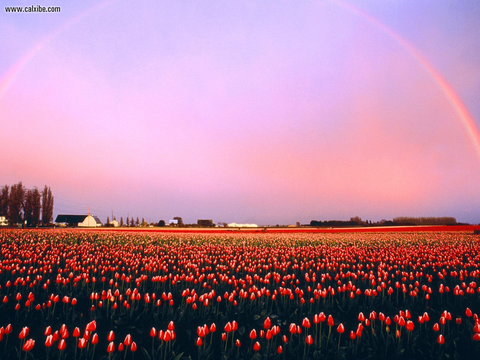 It S Tulip Season In Skagit Valley Drive There So Worth