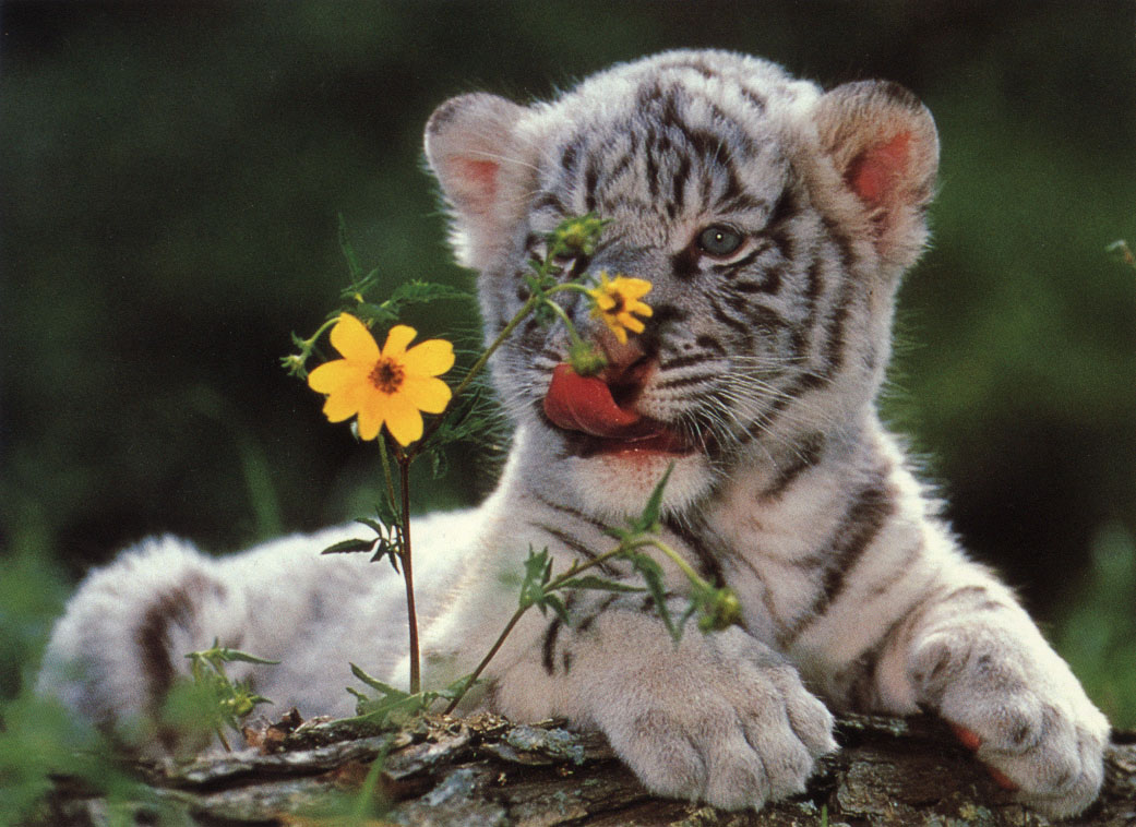 White Tiger Cub Flowers Wallpapers For Iphone Tiger White Tiger
