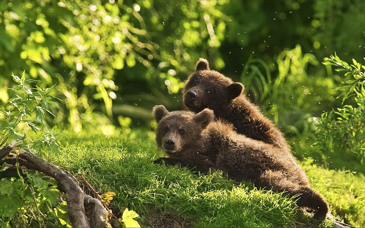 Tween Bears HD Wallpaper Animals