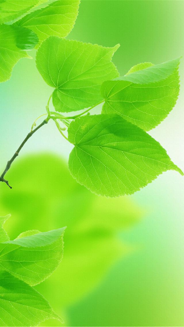 green leafs iphone 5 wallpaper hd   640x1136 hd iphone 5 wallpapers