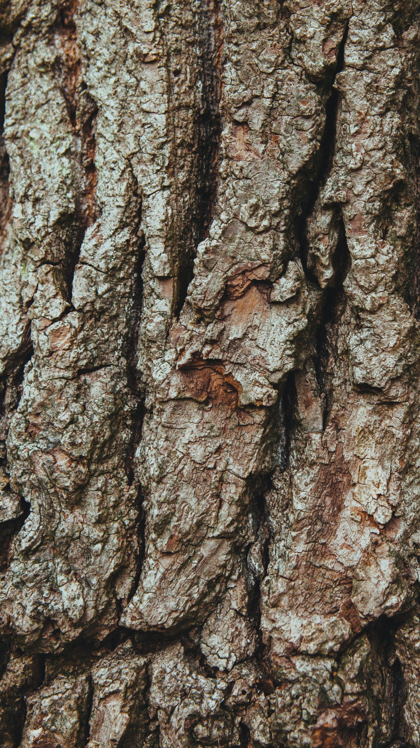 Oak Tree Wallpaper iPhone HD Background