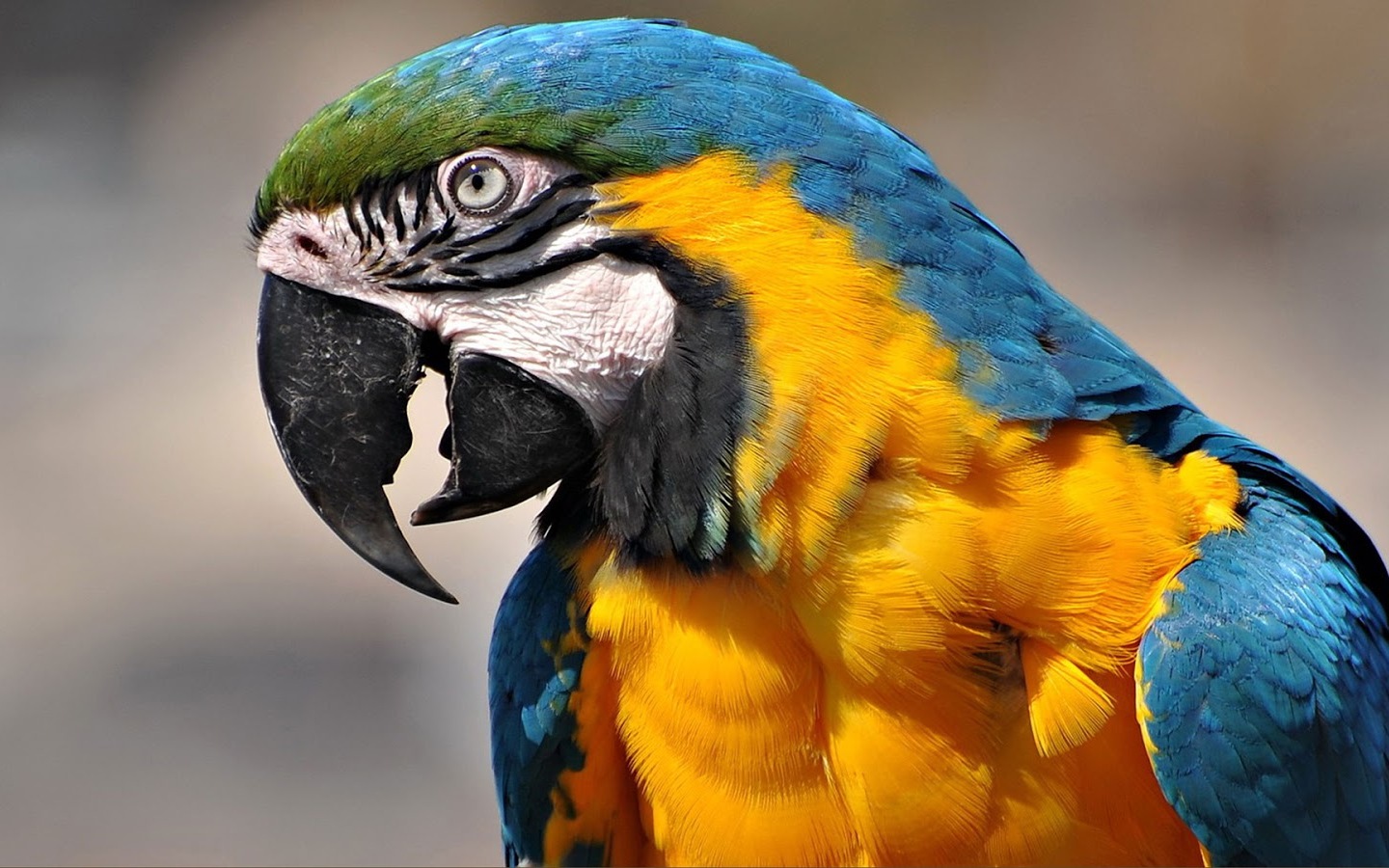 Beautiful Bird Macaw Parrot Pic9