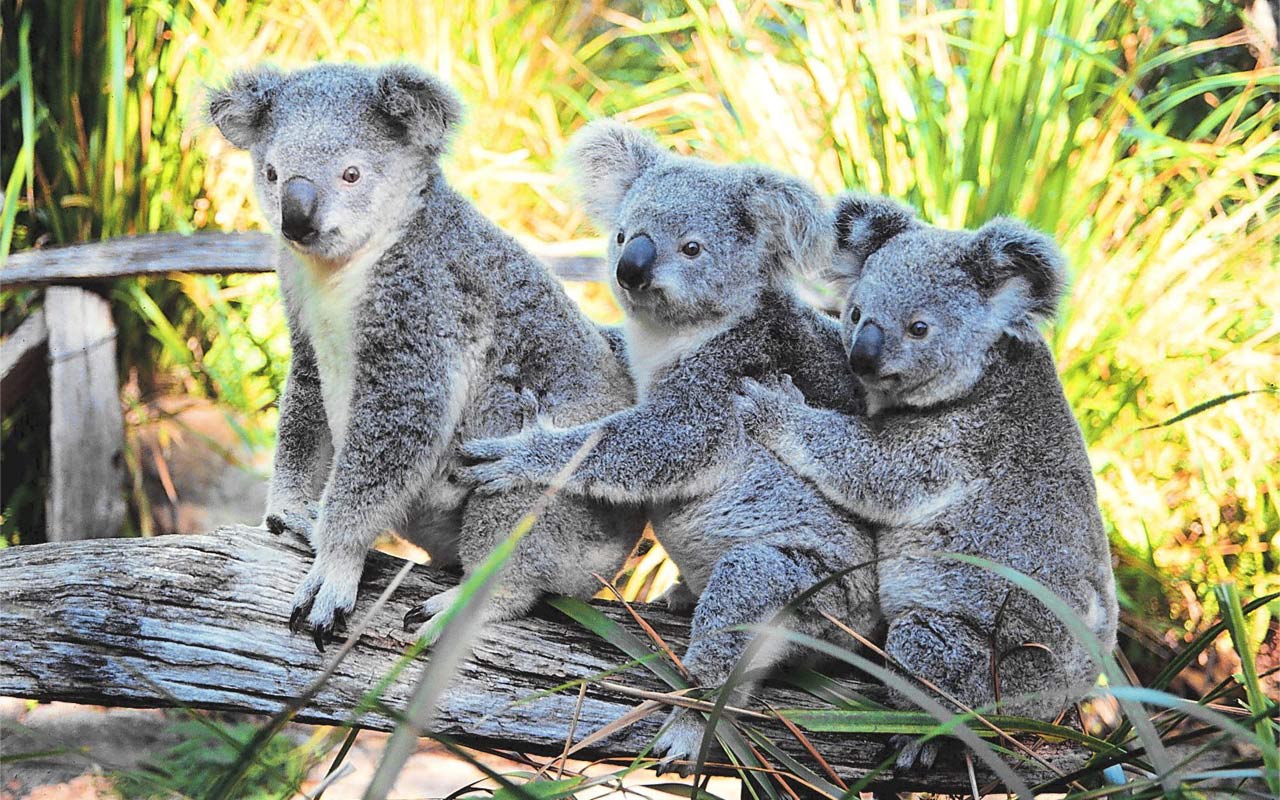 Australian Joey S Koala With Joeys