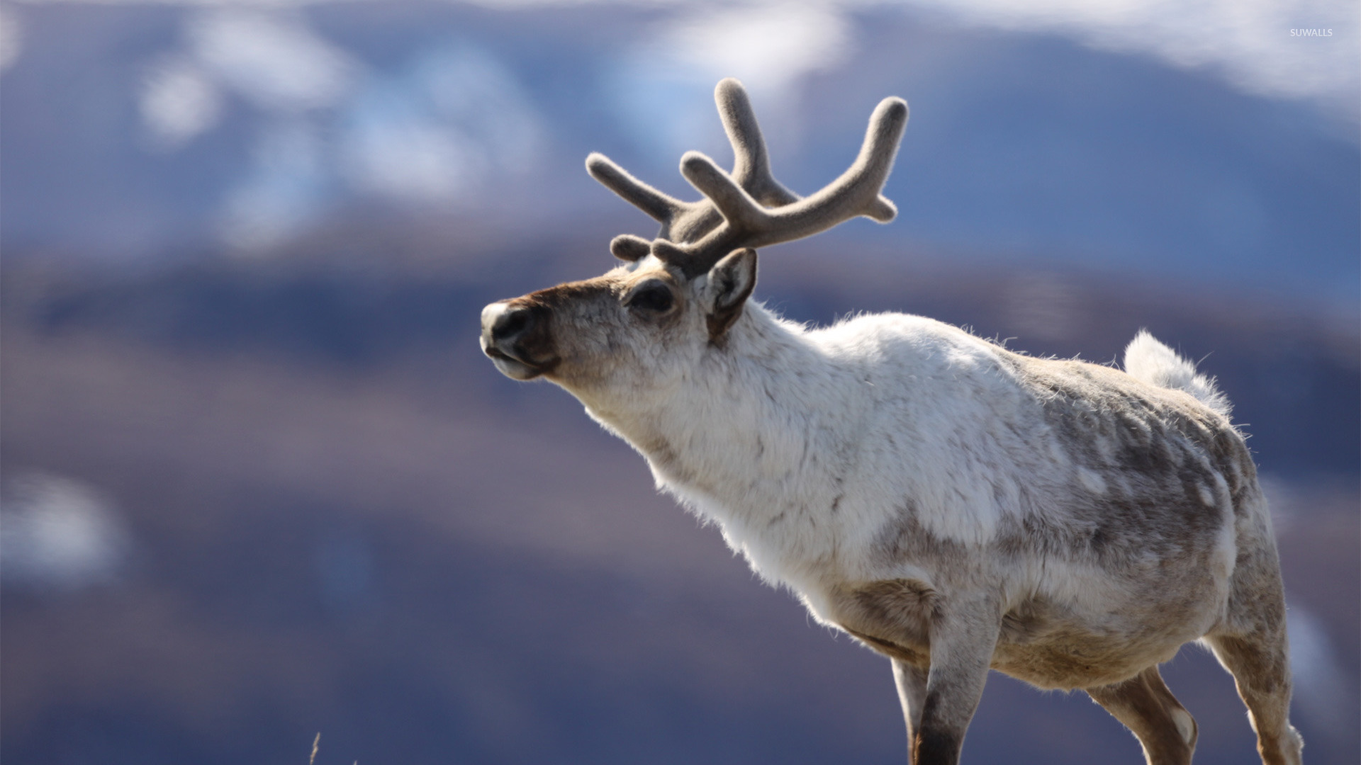 Reindeer Wallpaper Animal