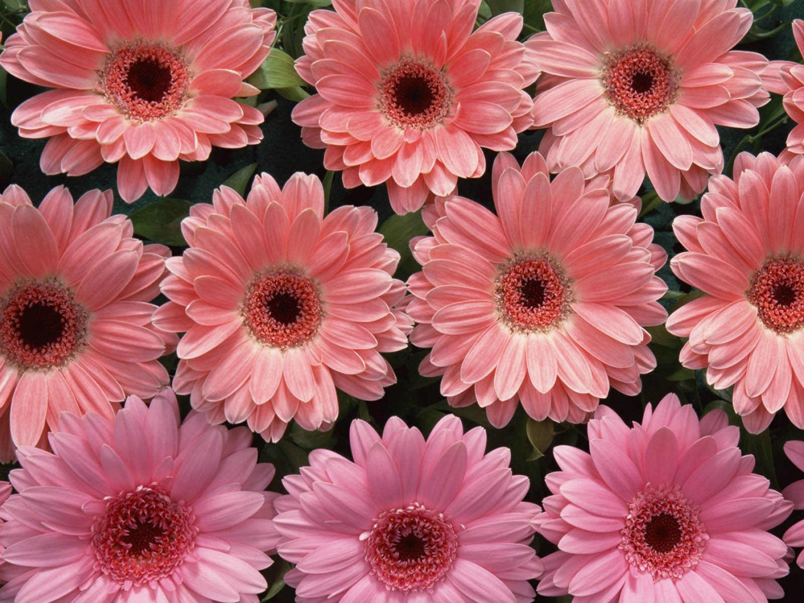 Close-up of pink gerbera daisies, showcasing their vibrant color and intricate petal structure