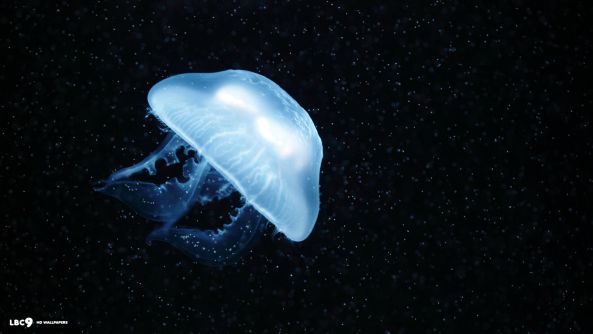 Moon Jellyfish HD Wallpaper