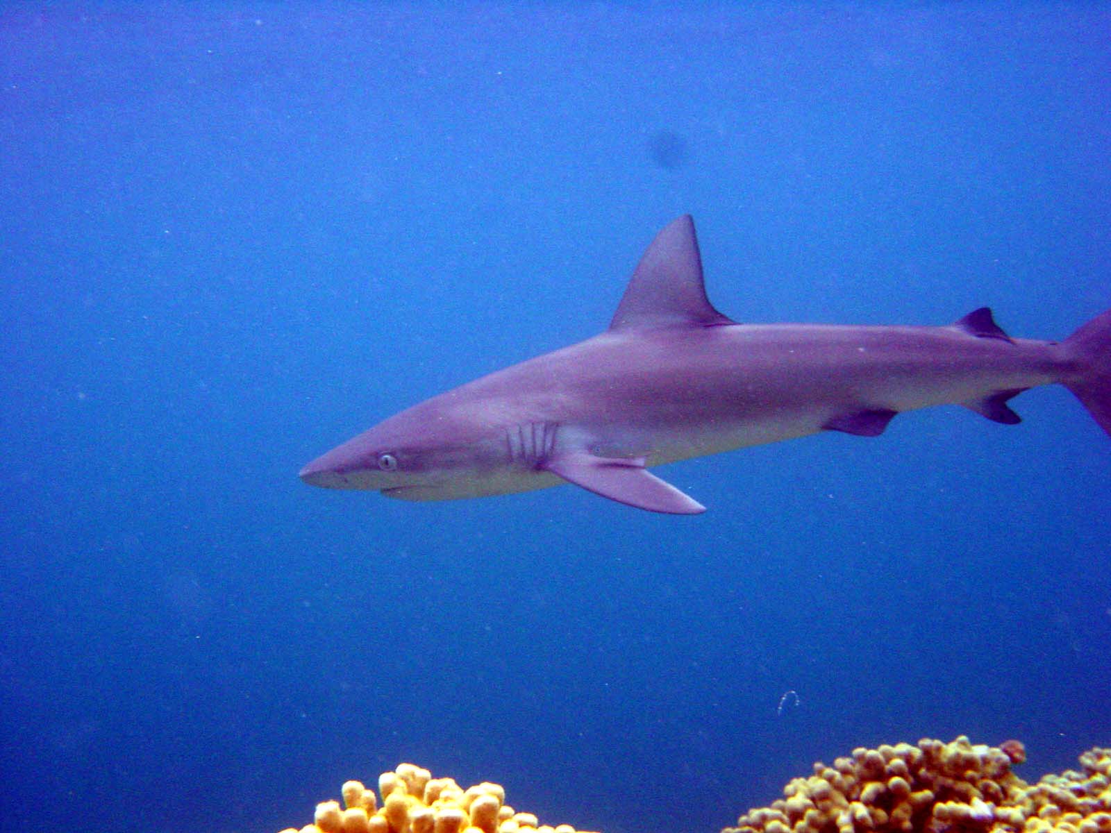 File Galapagos Shark Jpg Wikipedia