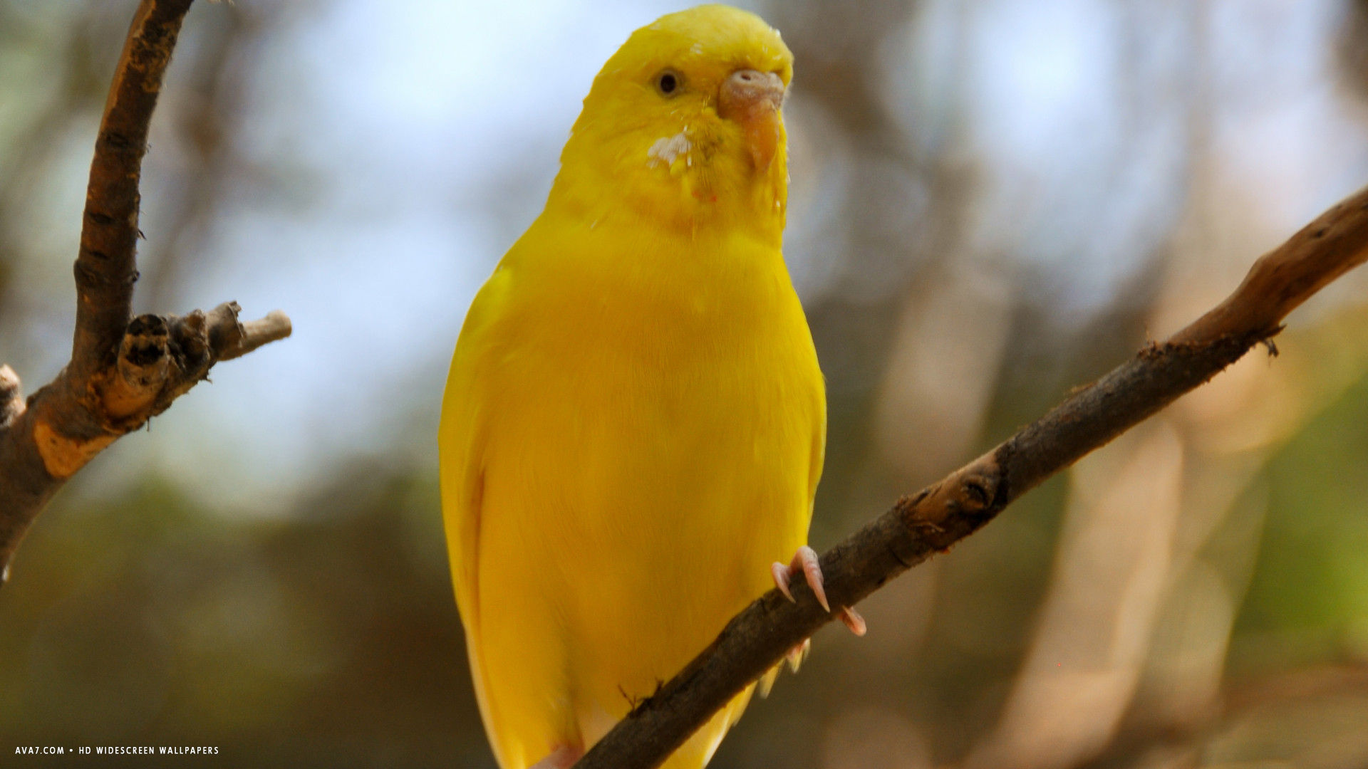 Budgie Melopsittacus Undulatus Shell Parakeet Yellow Bird HD
