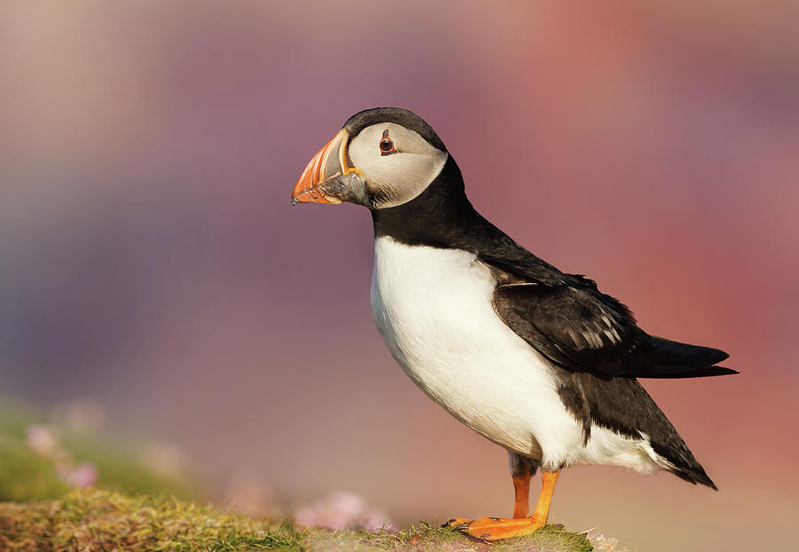 Atlantic Puffin Against Colorful Background In Summer Photograph By