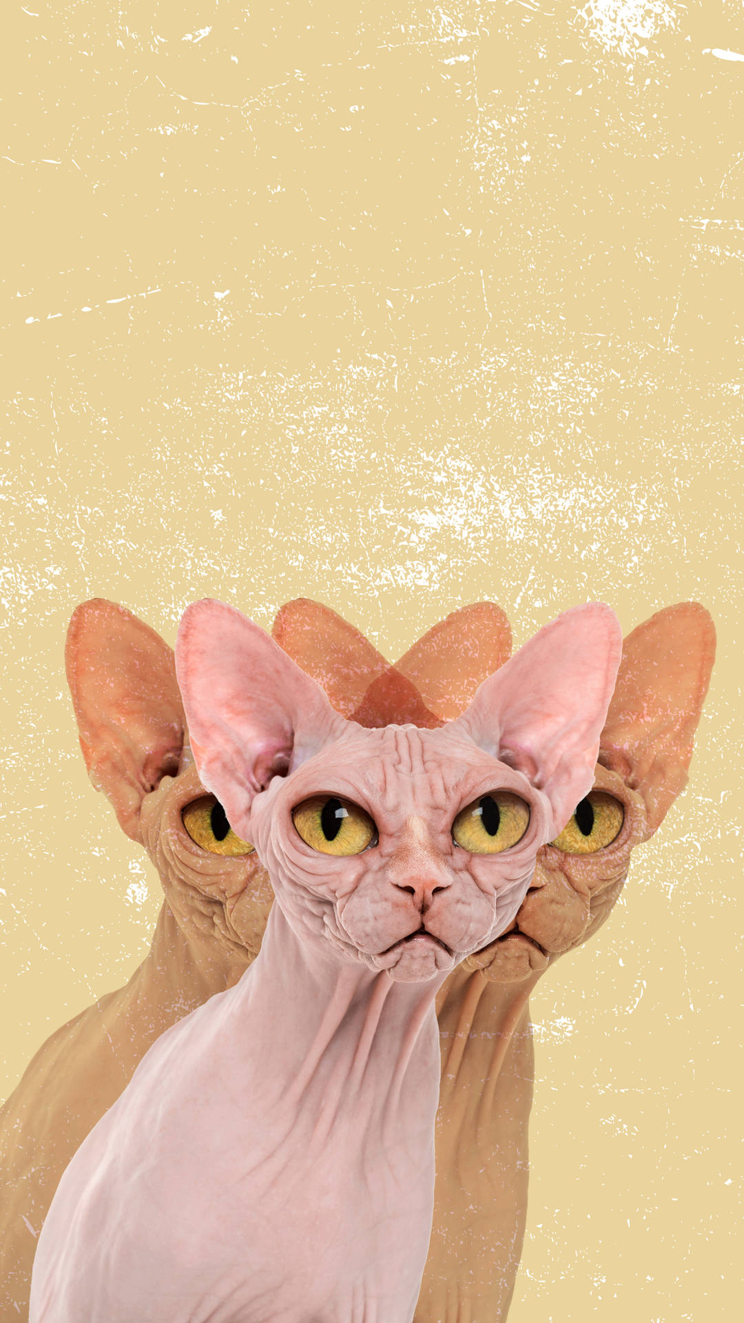 Ugly Picture Wallpaper