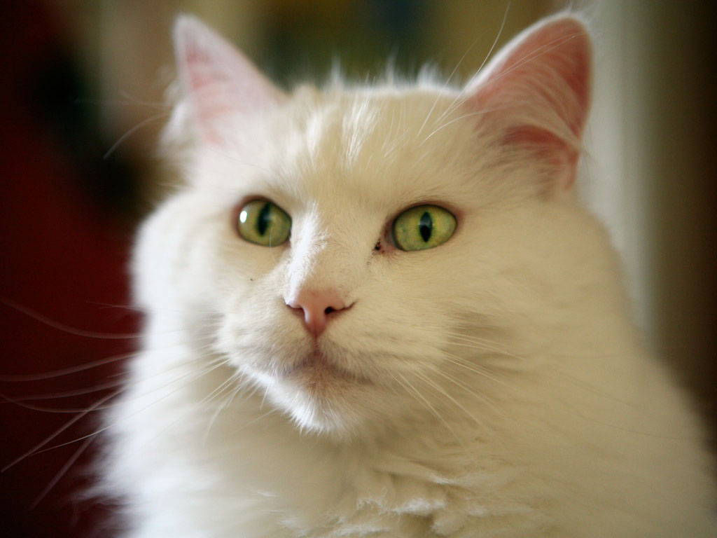 Image For Beautiful White Cute Cat Pictures Photos