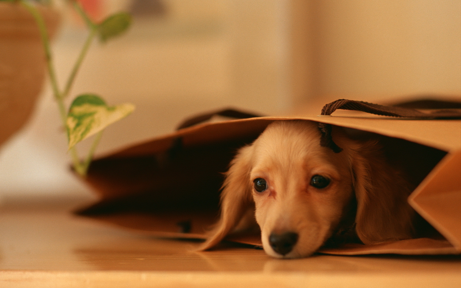 Cute Dog Wallpapers About Doggies 1920x1200