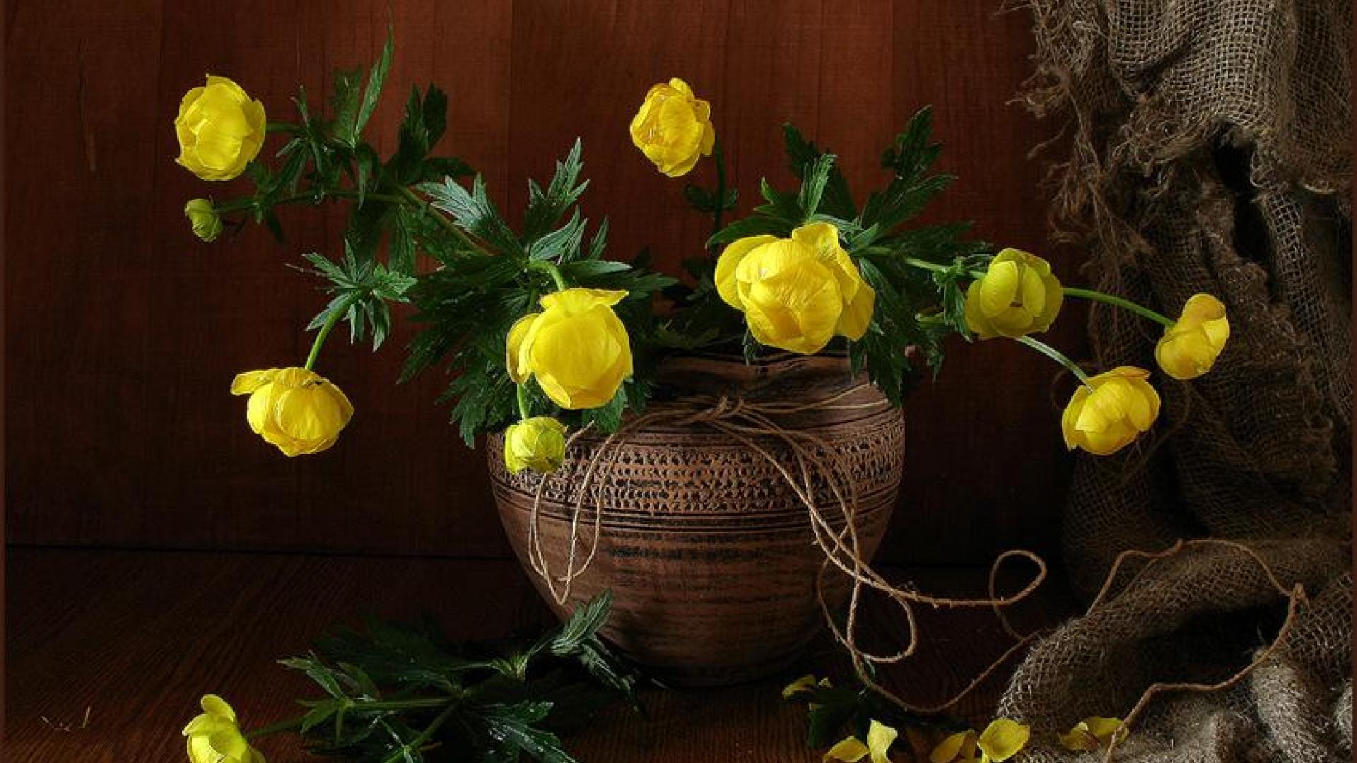 Still Life Wallpaper