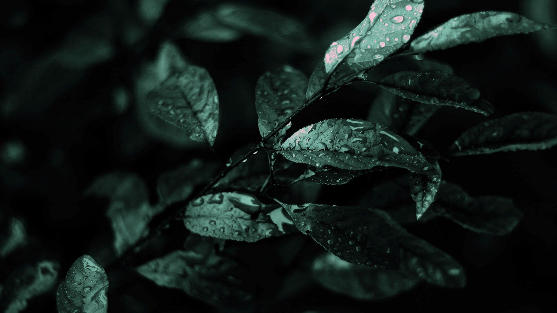 Dark Green Wallpaper