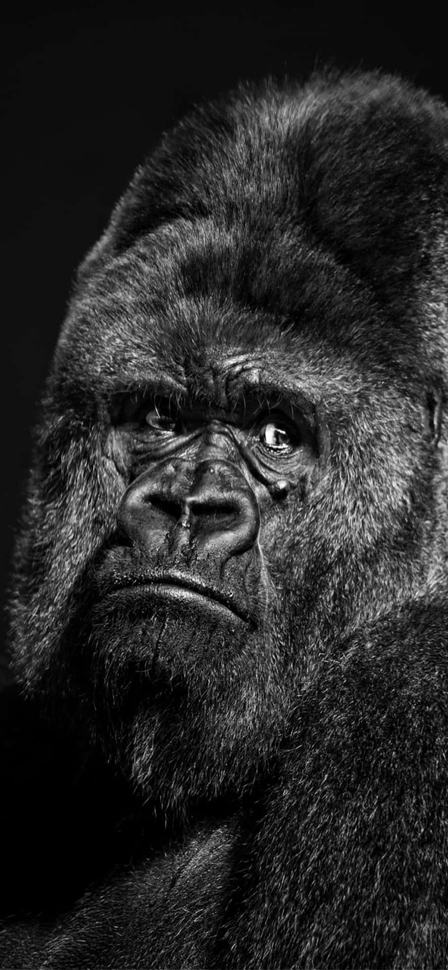 A Burly Gorilla Grasps An iPhone X Wallpaper