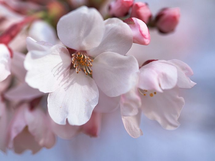 Japan Cherry Blossom Lilz Eu Tattoo De