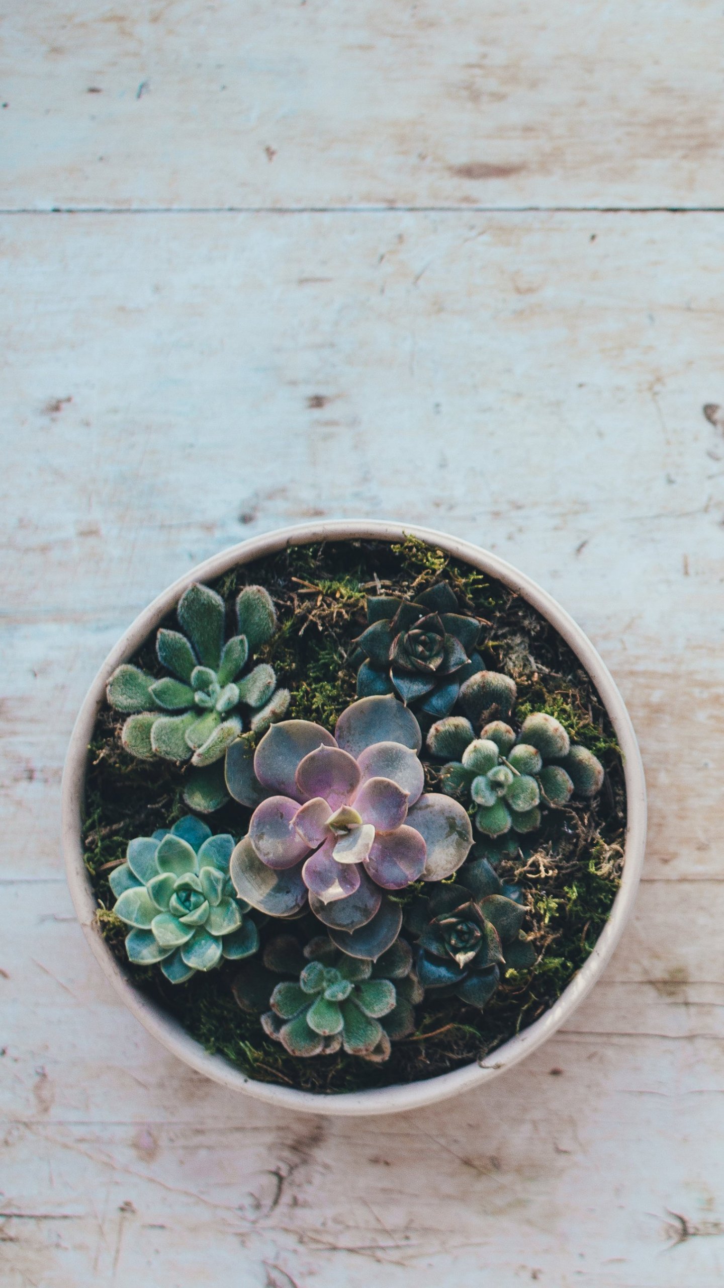 Succulents Background Iphone Wallpaper
