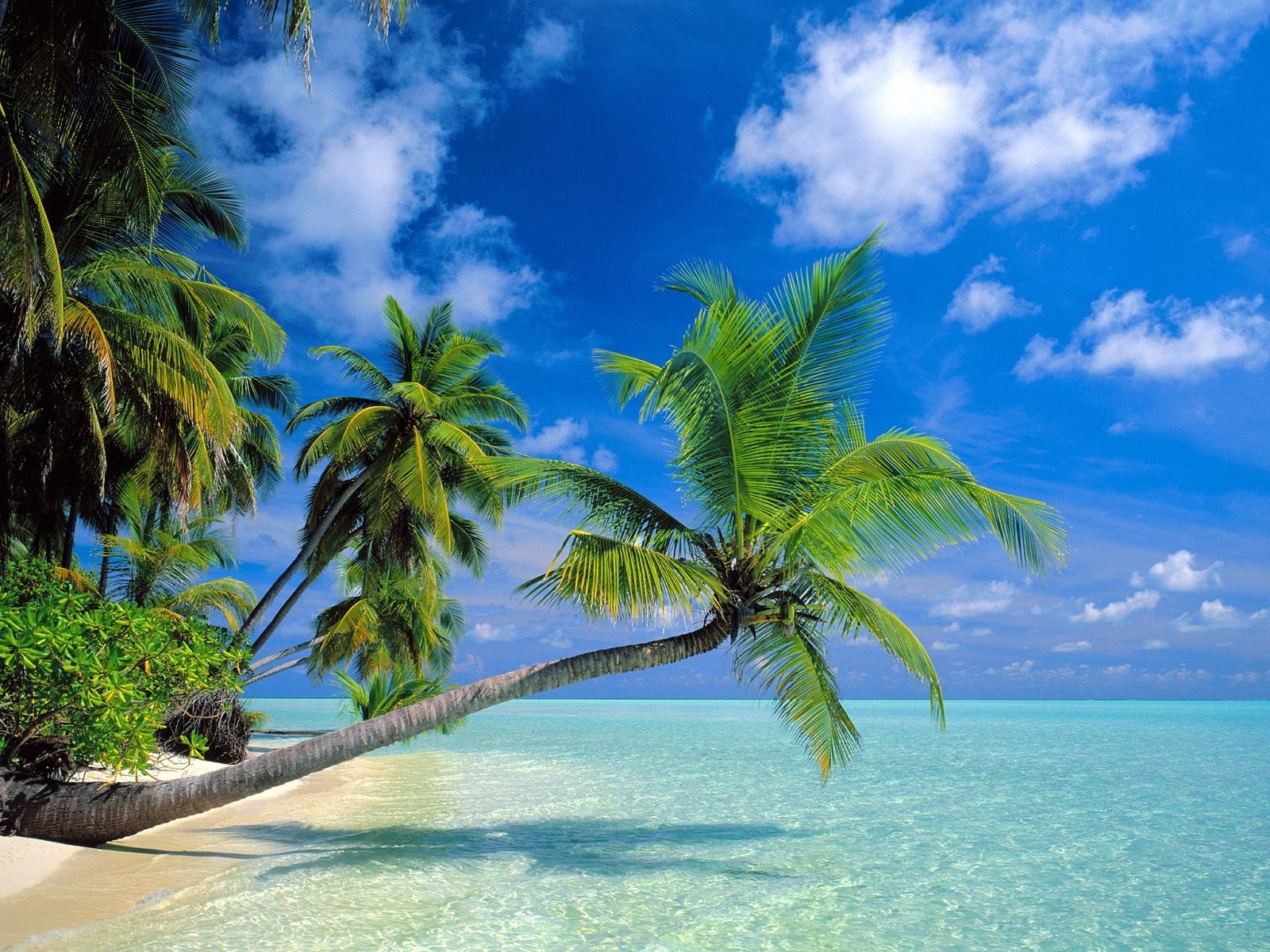 Beach Desktop Background And Wallpaper Tropicalbeach Always